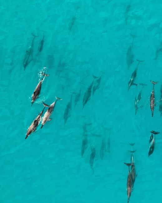 Maui: Eco-Raft Dolphin Watch Tour with Snacks - What This Tour Is All About