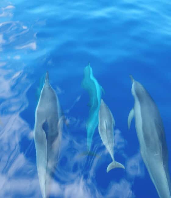Maui: Eco-Raft Dolphin Watch Tour with Snacks - Who Should Consider This Tour?