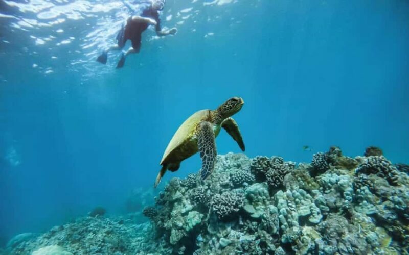 Maui Eco Raft: Turtle Snorkel + Whale Watch(Semi-Private) - Maui Eco Raft: Turtle Snorkel + Whale Watch (Semi-Private) — A Detailed Review