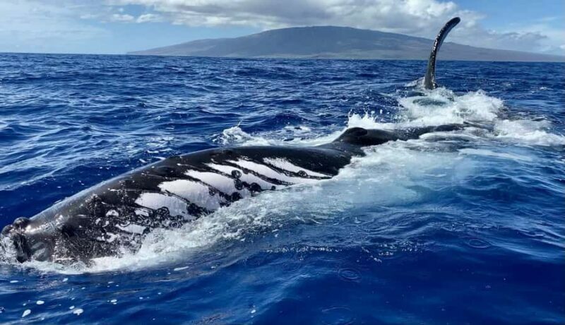 Maui: Epic Small Group Whale Watch - An In-Depth Look at Maui’s Epic Small Group Whale Watch
