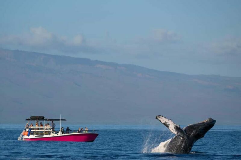 Maui: Epic Small Group Whale Watch - Final Thoughts: Who Will Love This Tour?
