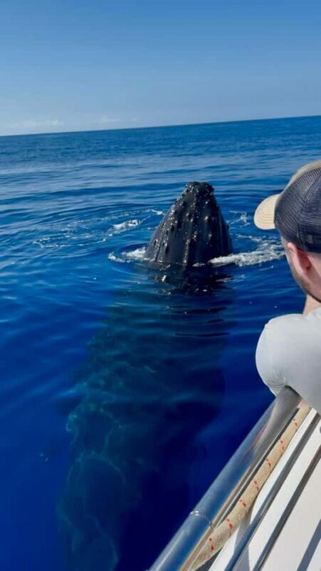 Maui: Epic Small Group Whale Watch - Final Summary