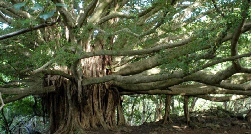 Maui: Full Day Hiking Tour With Lunch - Itinerary Highlights