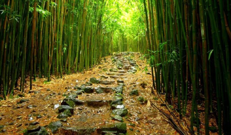 Maui: Full Day Hiking Tour With Lunch - Included Amenities