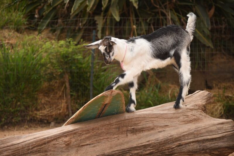 Maui: Goat Farm, Distillery, & Glass-Blowing Tour W/ Tasting - Key Points