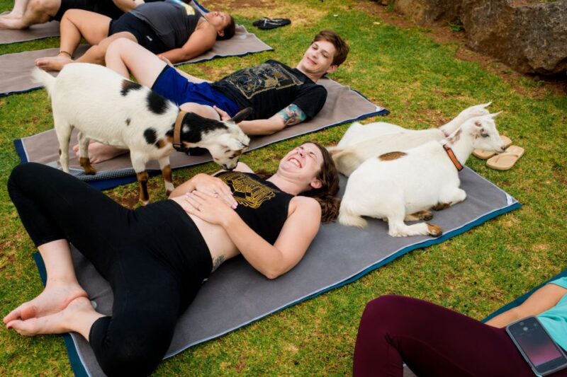 Maui Goat Yoga With Miniature Goats - Yoga Class Accommodations
