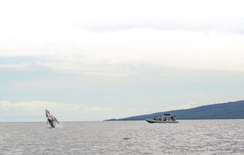 Maui: Guided Whale Watching Tour on Eco Raft - Pricing and Inclusions