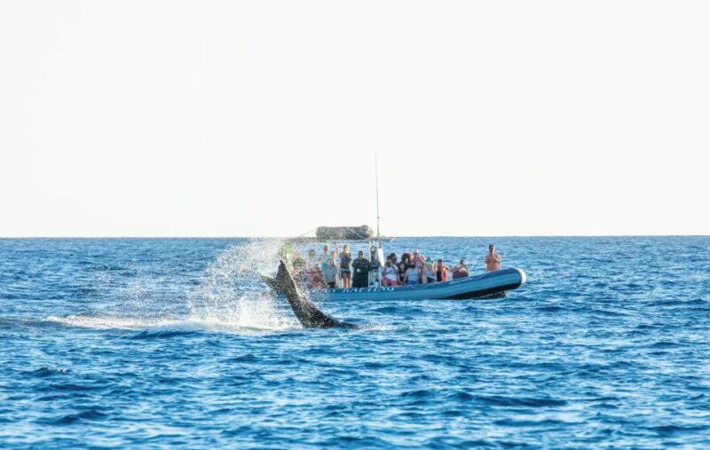 Maui: Guided Whale Watching Tour on Eco Raft - Experience Highlights