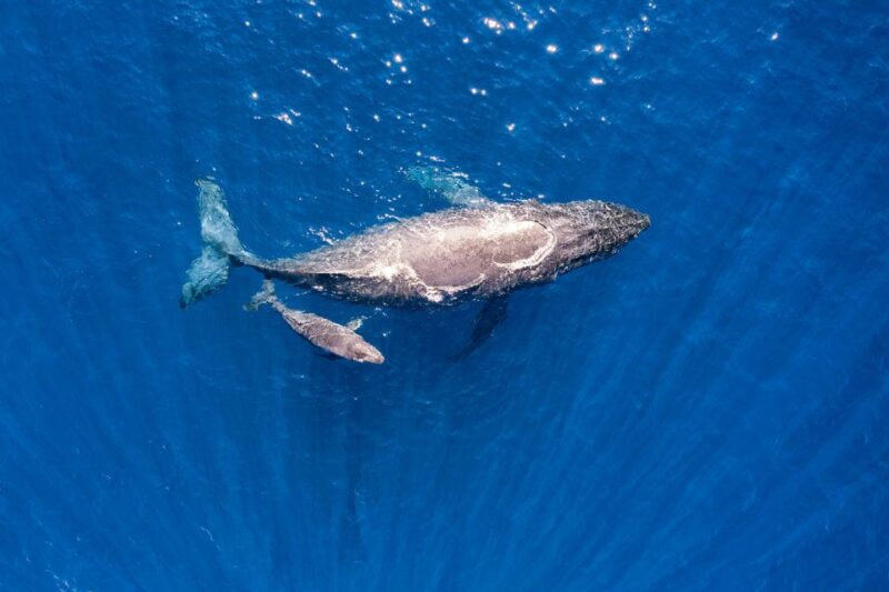 Maui: Guided Whale Watching Tour on Eco Raft - Whale Watching Itinerary