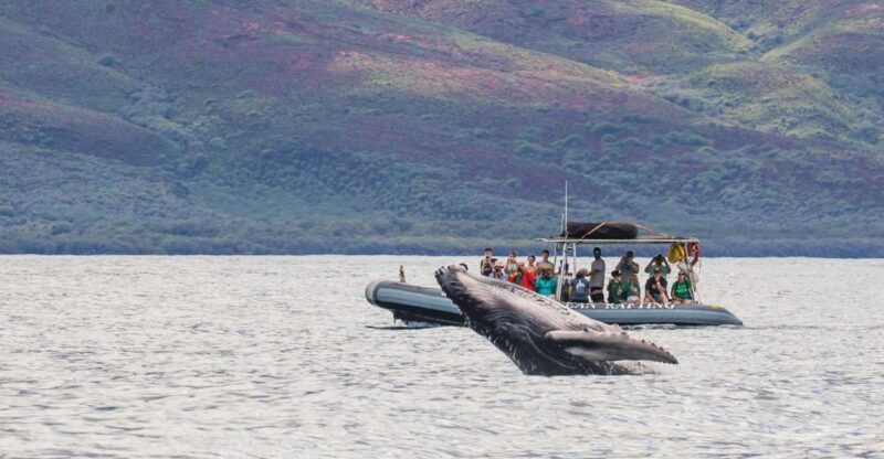 Maui: Guided Whale Watching Tour on Eco Raft - Check-in and Parking