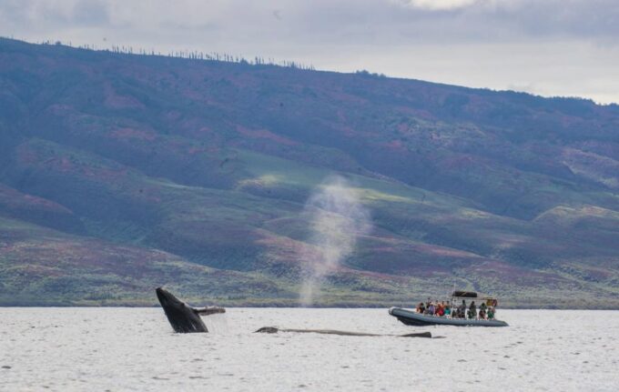 Maui: Guided Whale Watching Tour on Eco Raft - Requirements and Recommendations