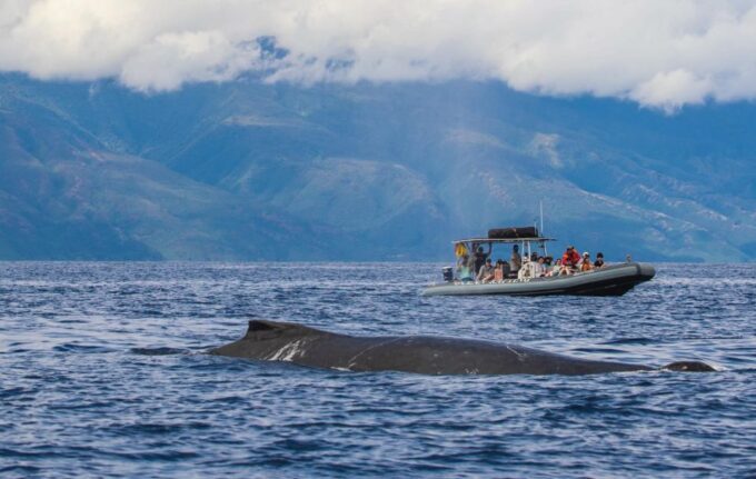 Maui: Guided Whale Watching Tour on Eco Raft - Frequently Asked Questions