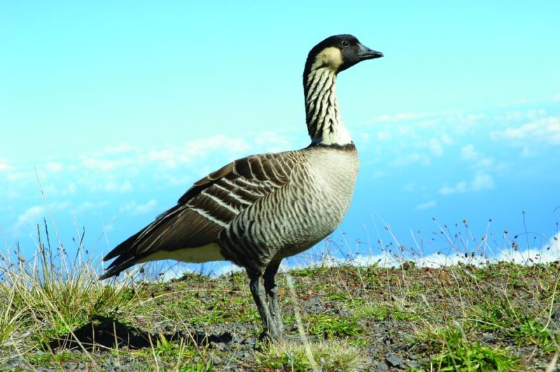 Maui: Haleakalā National Park Sunset Tour - Highlights and Experiences