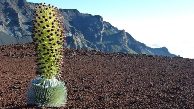 Maui: Haleakala Sunrise Tour With Pick-Up - Important Information