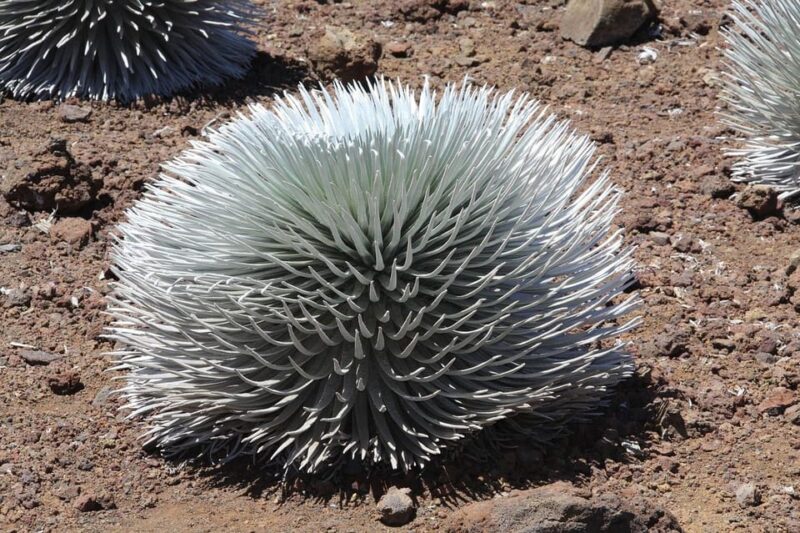 Maui: Haleakala Sunrise Tour With Pick-Up - Booking and Cancellation