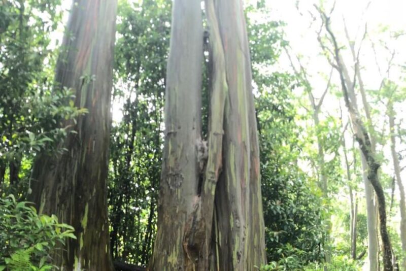 Maui: Iao Valley, Tropical Plantation & Lavender Farm Tour - Experience Highlights