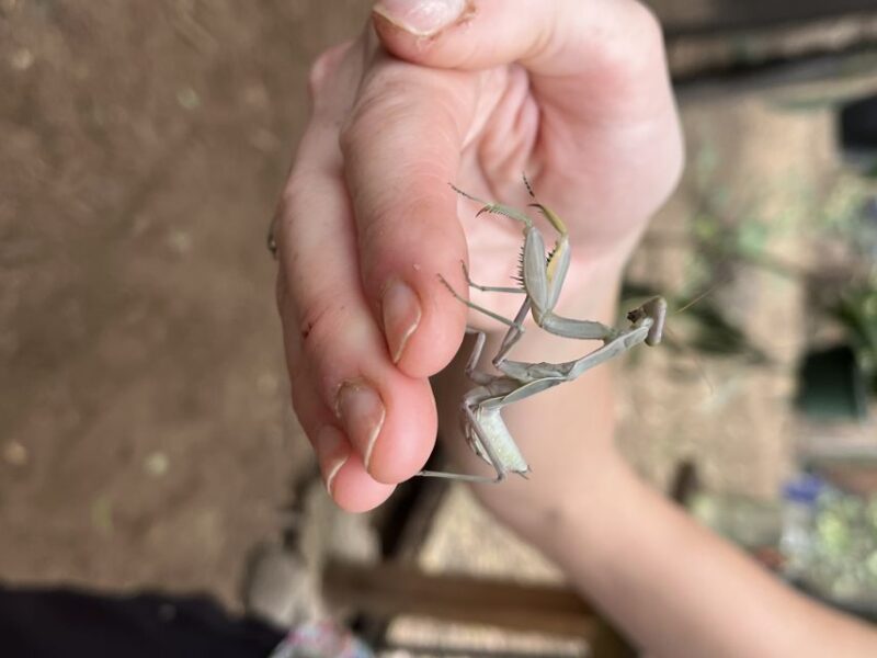 Maui: Interactive Butterfly Farm Entrance Ticket - Unique Attraction