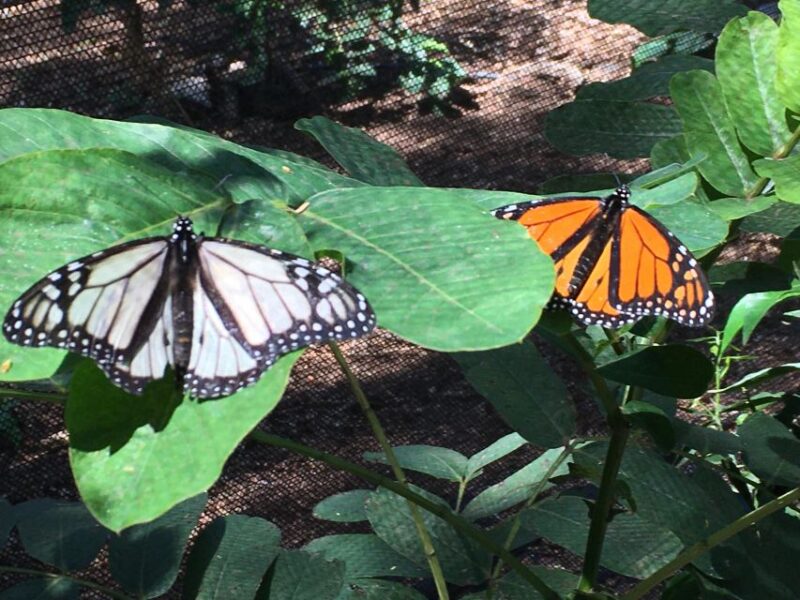 Maui: Interactive Butterfly Farm Entrance Ticket - Interactive Elements