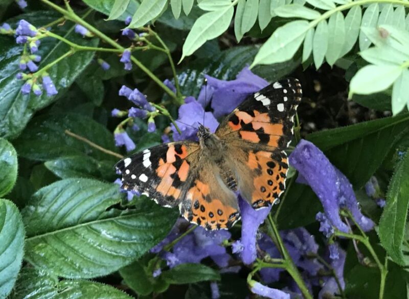 Maui: Interactive Butterfly Farm Entrance Ticket - Educational Focus