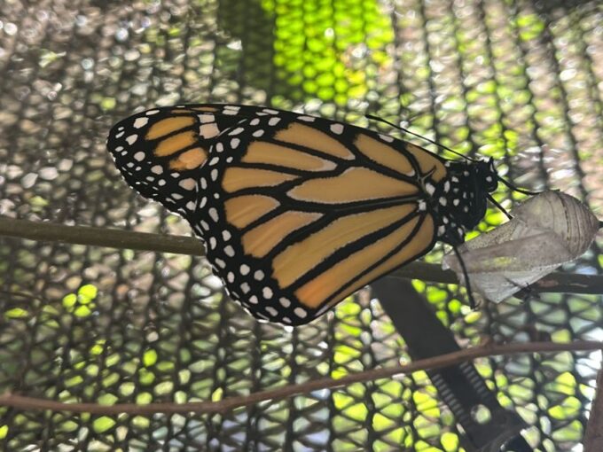 Maui: Interactive Butterfly Farm Entrance Ticket - Nature Experience