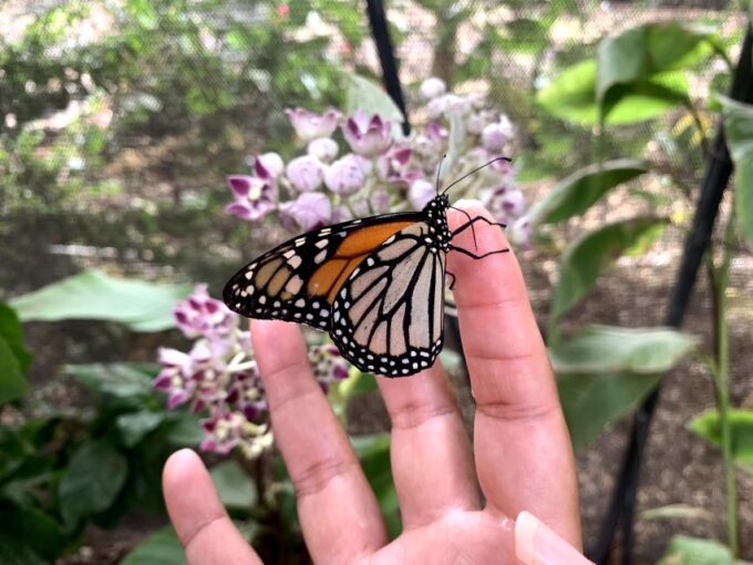 Maui: Interactive Butterfly Farm Entrance Ticket - Customer Feedback