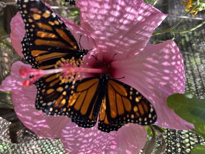 Maui: Interactive Butterfly Farm Entrance Ticket - Frequently Asked Questions