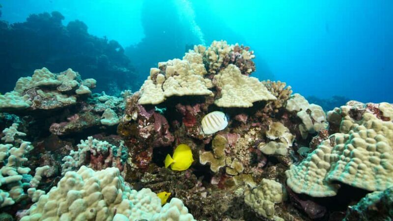 Maui: Intro to Scuba Diving from Shore - Lahaina - Key Points