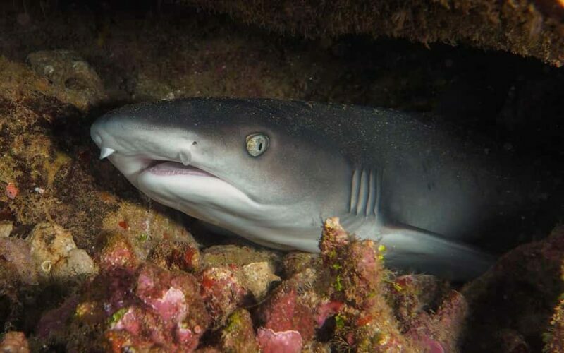 Maui: Intro to Scuba Diving from Shore - Lahaina - Frequently Asked Questions