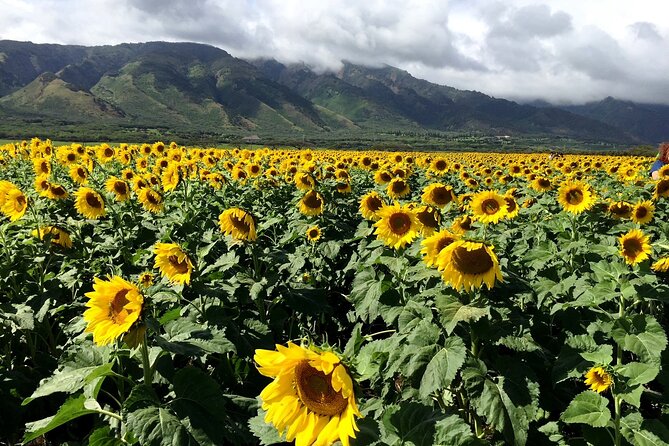 Maui Island Private Day Tour - Exploring Mauis Highlights