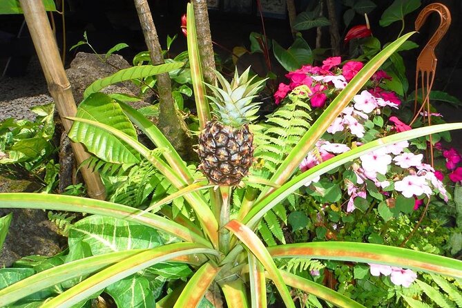 Maui Island Private Day Tour - Dining and Local Recommendations