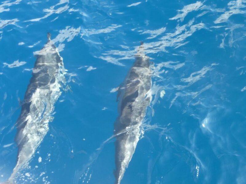 Maui: Kaanapali Beach 4-hour Snorkel w/ BBQ Lunch & Open Bar - Key Points