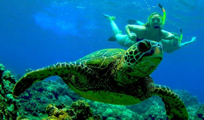 Maui: Kaanapali Beach 4-hour Snorkel w/ BBQ Lunch & Open Bar - FAQs