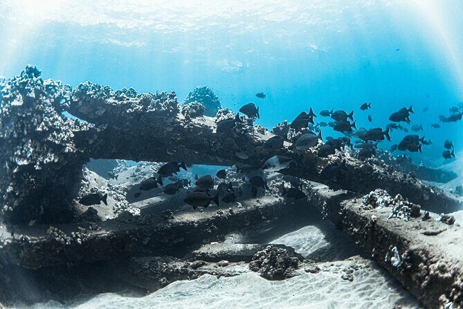 Maui: Kaanapali Beach 5-hour Snorkel w/ BBQ Lunch & Open Bar - Why This Tour Stands Out