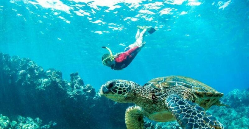 Maui: Kaanapali Beach 5-hr Snorkel w/ BBQ Lunch & Open Bar - The Lunch: BBQ in Paradise