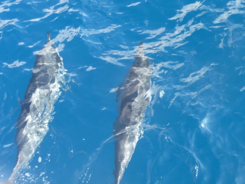 Maui: Kaanapali Beach Snorkel W/ Breakfast and Lunch - Included Amenities
