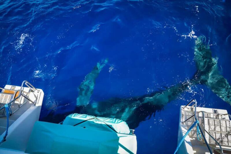 Maui: Ka'anapali Whale Watching Cruise on Luxury Sailboat - Key Points