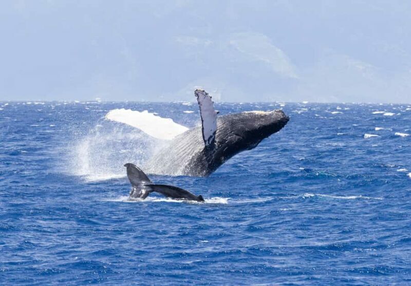 Maui: Ka'anapali Whale Watching Cruise on Luxury Sailboat - Introduction: A Whale of a Time in Maui