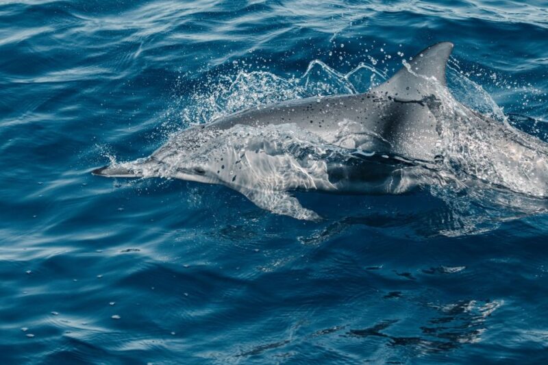 Maui: Kaanapali Wild Dolphin Sail - Experience Highlights