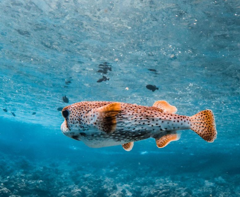 Maui : Koa Kai Molokini Snorkel & Whale Watch - Key Points