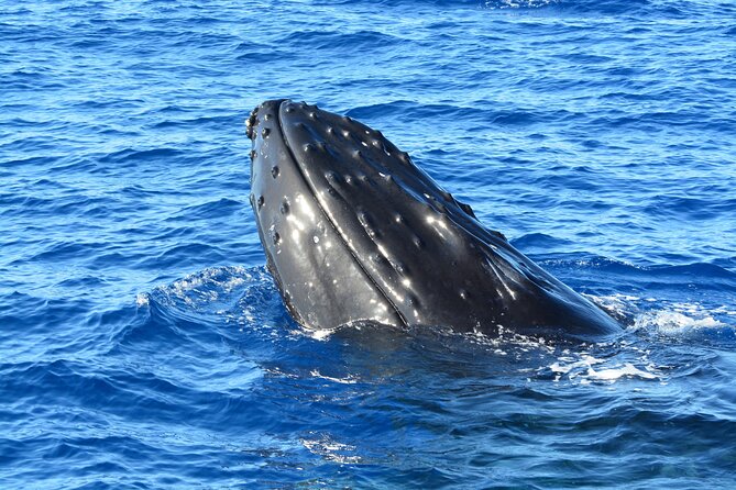 Maui Magic Adventure Snorkel: Molokini Crater and Turtle Stop - Customer Experiences and Feedback