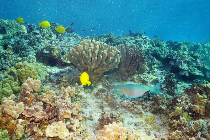 Maui Magic Adventure Snorkel: Molokini Crater and Turtle Stop - Crew Highlights