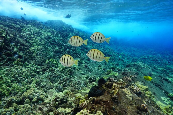 Maui Magic Adventure Snorkel: Molokini Crater and Turtle Stop - Parking and Payment Options