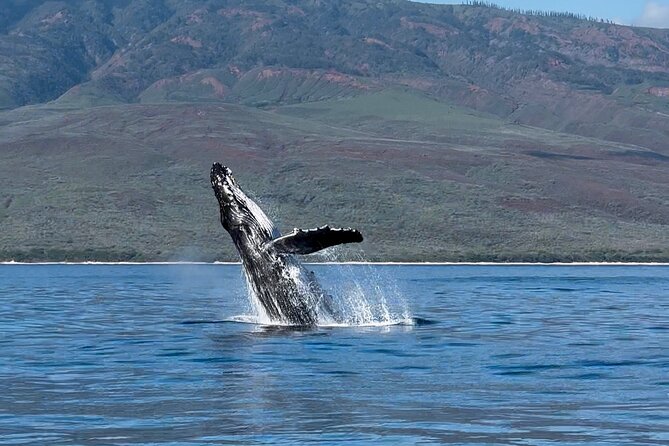 Maui Mid Day Magic Whale Watch - What to Expect: The Maui Mid Day Magic Whale Watch Experience