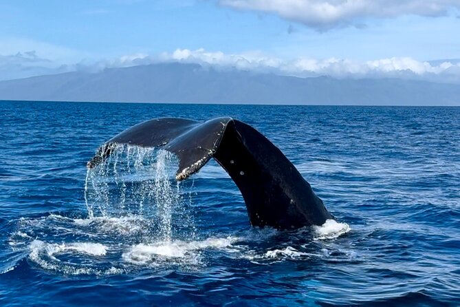 Maui Mid Day Magic Whale Watch - Sighting the Majestic Whales: Capturing Unforgettable Moments