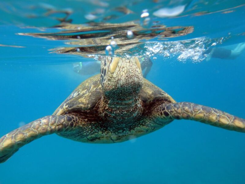 Maui: Molokini Crater & Turtle Town Snorkeling Tour - Participant Information and Restrictions