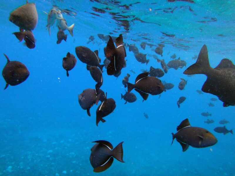 Maui: Molokini Crater & Turtle Town Snorkeling Tour - Customer Experience and Reviews