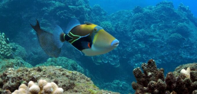 Maui: Molokini Crater & Turtle Town Snorkeling Tour - Whale Watching Opportunities
