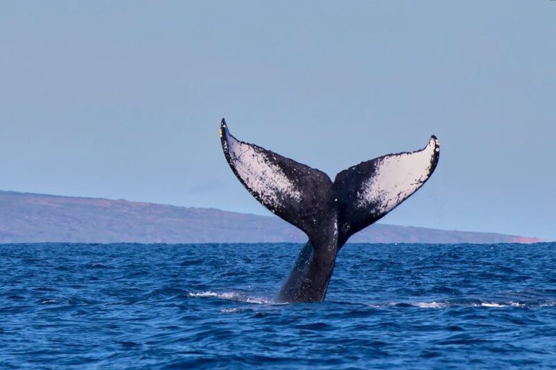 Maui: Molokini Snorkel and Performance Sail With Lunch - Ratings and Customer Reviews