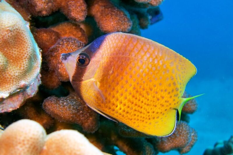 Maui: Molokini Snorkel and Performance Sail With Lunch - Booking and Availability