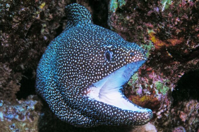 Maui: Molokini Snorkel and Performance Sail With Lunch - Considerations for Participants